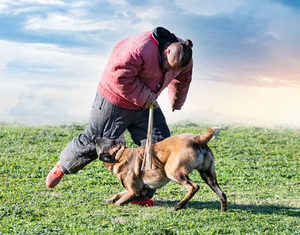 Young Belgian Shepherd Training Nature Security — Stock Photo, Image
