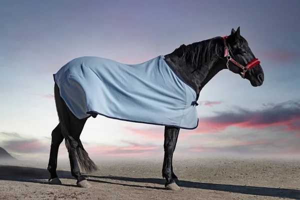 冬日黑马和他的马毯 — 图库照片