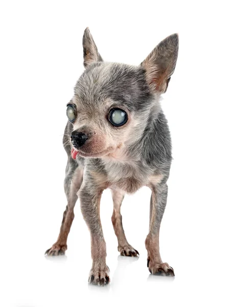 Cego Velho Chihuahua Frente Fundo Branco — Fotografia de Stock