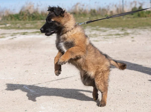 Junger Belgischer Schäferhund Der Der Natur Für Sicherheit Trainiert — Stockfoto