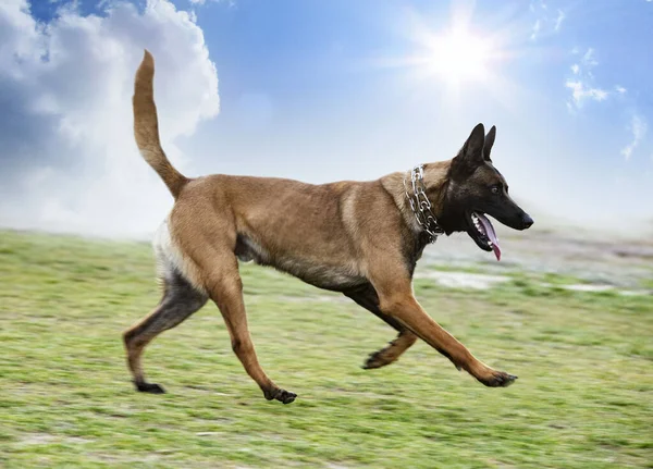 Young Belgian Shepherd Training Nature Security — Stock Photo, Image