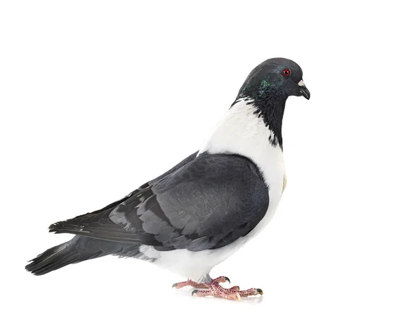 Strasser Pigeon Front White Background — Stock Photo, Image