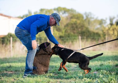 Genç köpek yavrusu Rottweiler doğada eğitim görüyor. 