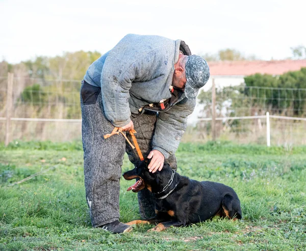 Cane Pastore Beauce Formazione Nella Natura Sicurezza — Foto Stock