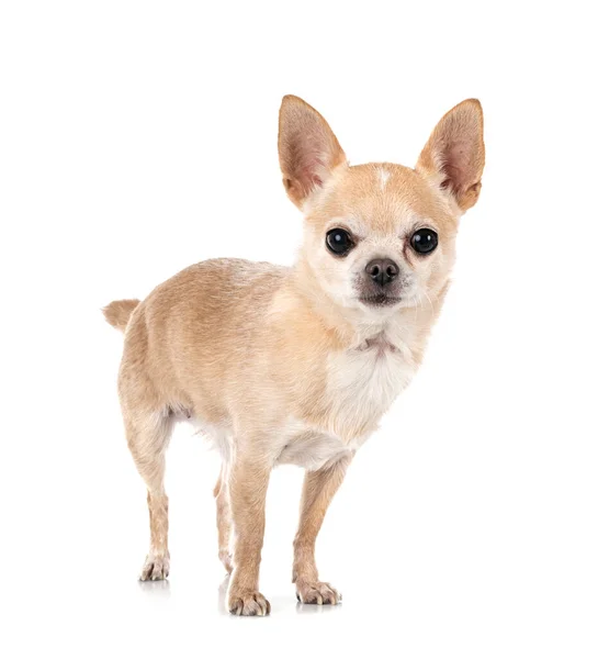 Kleine Chihuahua Voor Witte Achtergrond — Stockfoto