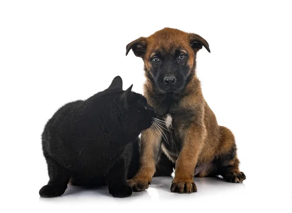 Welpe Belgischer Schäferhund Und Katze Vor Weißem Hintergrund — Stockfoto