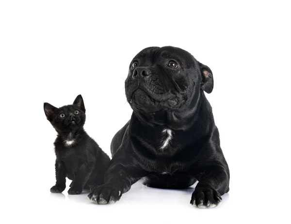 Staffordshire Bull Terrier Kitten Front White Background — Stock Photo, Image