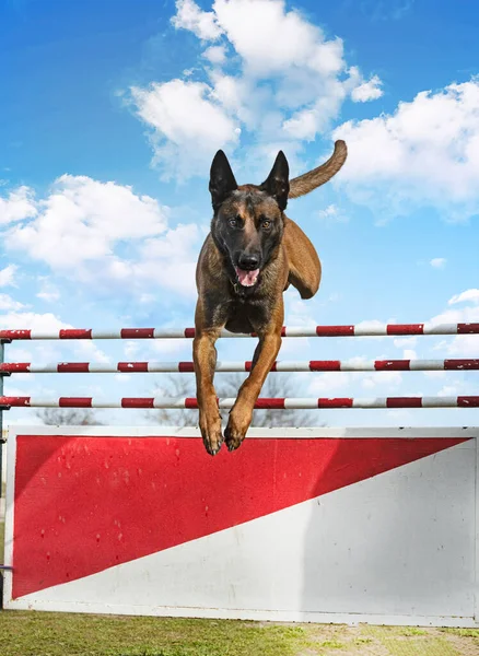 Genç Belçikalı Çoban Köpeği Doğada Güvenlik Eğitimi Alıyor — Stok fotoğraf