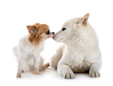 Beyaz arkaplan önünde beyaz shiba inu ve chihuahua