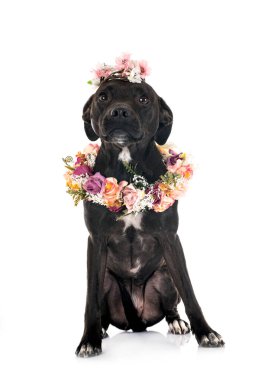 Stamfordshire Boğa Teriyeri piçi beyaz arka planda.