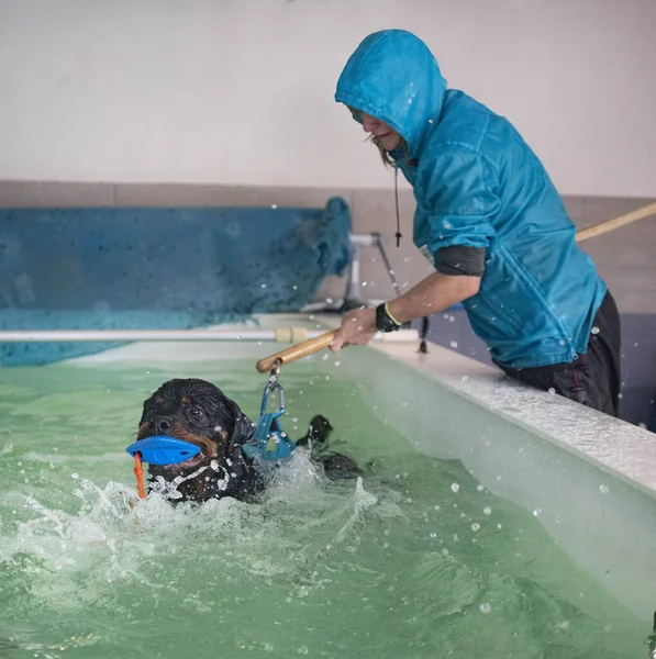 Joven Rottweiler Nadando Una Piscina Frente Fondo Blanco — Foto de Stock