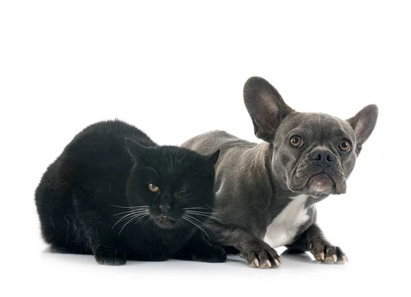 French Bulldog Cat Front White Background — Stock Photo, Image