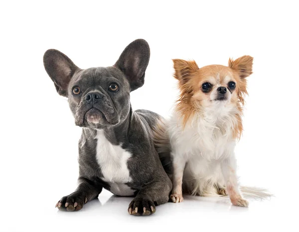 Bulldog Francés Chihuahua Delante Fondo Blanco —  Fotos de Stock