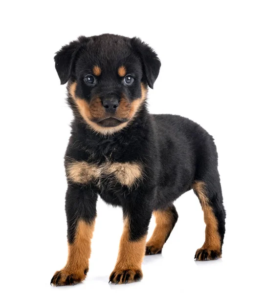 Pup Rottweiler Voorkant Van Witte Achtergrond — Stockfoto