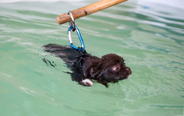 Chihuahua Und Umerziehung Für Hydrotherapie Schwimmbad — Stockfoto