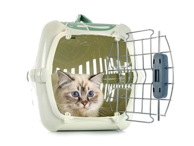 Birman Cat beyaz arkaplanının önünde