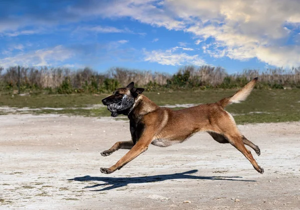 Genç Belçikalı Çoban Köpeği Doğada Güvenlik Eğitimi Alıyor — Stok fotoğraf