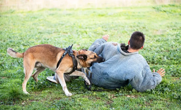 Jonge Belgische Herder Training Natuur — Stockfoto