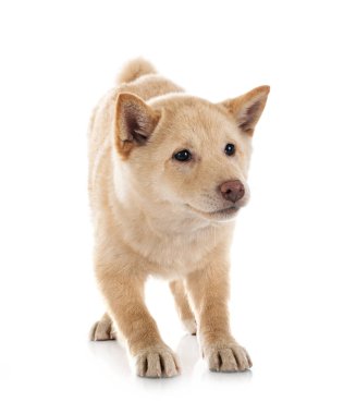 Beyaz arkaplan önünde shiba inu