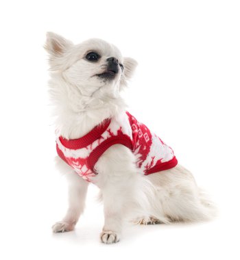 Beyaz arka planda küçük bir chihuahua