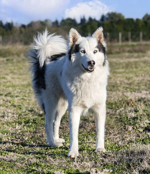 Yakutian Laika Frente Fundo Natureza — Fotografia de Stock