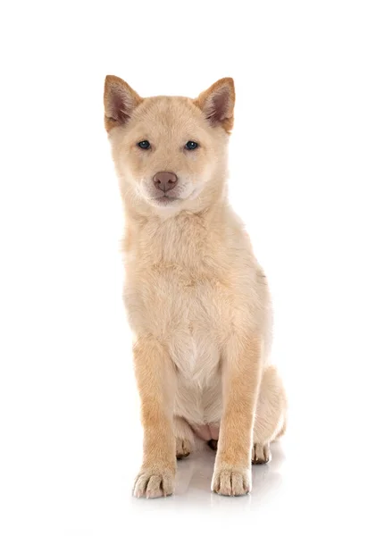 Shiba Inu Framför Vit Bakgrund — Stockfoto