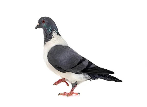 Strasser Pigeon Front White Background — Stock Photo, Image