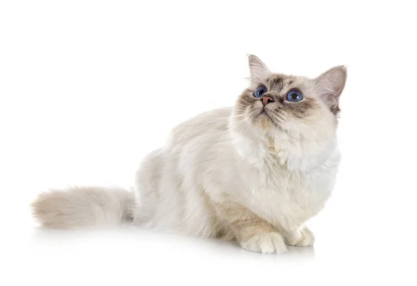 Birman Gatto Davanti Sfondo Bianco — Foto Stock