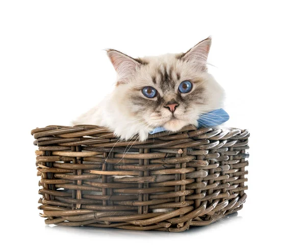 Birman Katt Framför Vit Bakgrund — Stockfoto