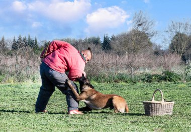Genç Belçikalı çoban köpeği doğada güvenlik eğitimi alıyor.