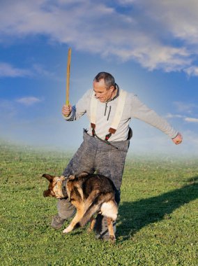 Gri Alman çoban köpeği yazın doğada antrenman yapıyor.