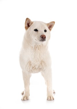 Beyaz arkaplan önünde beyaz shiba inu