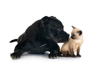 Beyaz arka planda, Stamfordshire boğa teriyeri ve kedi yavrusu.