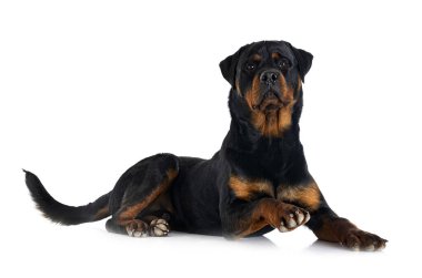 Beyaz arkaplan önünde safkan rottweiler