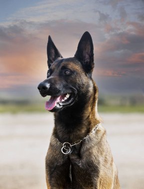 Genç Belçikalı çoban köpeği doğada güvenlik eğitimi alıyor.