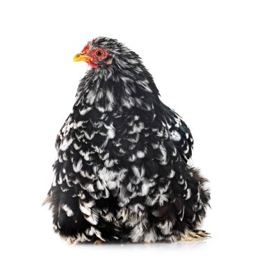 Pekin bantam beyaz arkaplan önünde