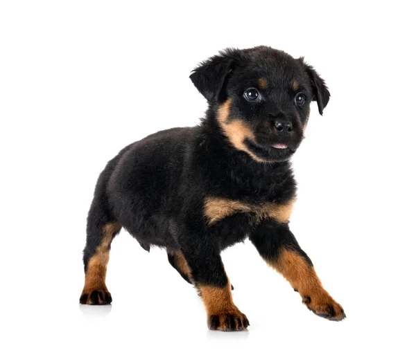 Pup Rottweiler Voorkant Van Witte Achtergrond — Stockfoto