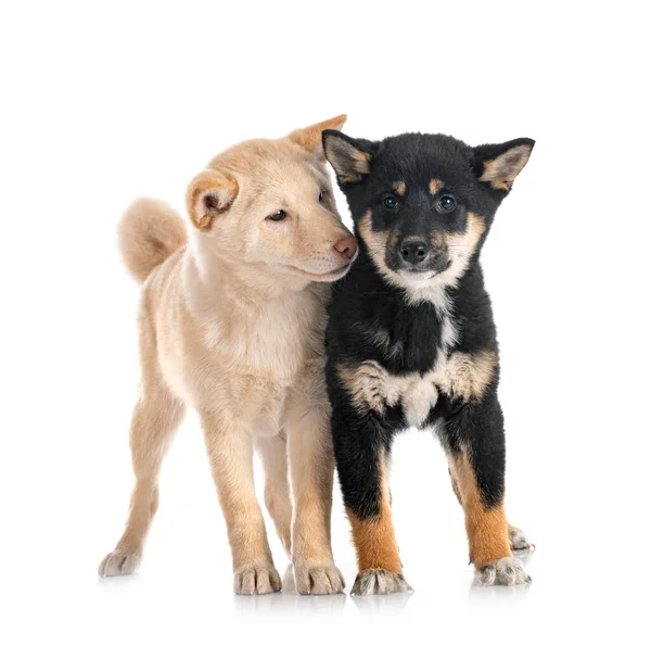 Shiba Inus Front White Background — Stock Photo, Image