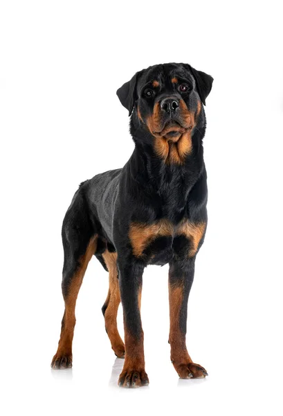 Raszuivere Rottweiler Voor Witte Achtergrond — Stockfoto