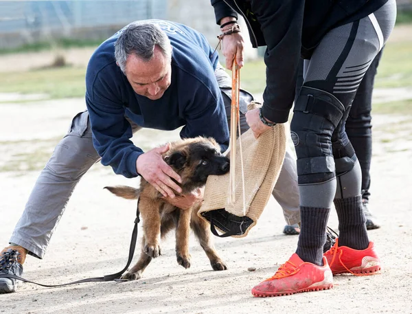 Young Belgian Shepherd Training Nature Security — Φωτογραφία Αρχείου