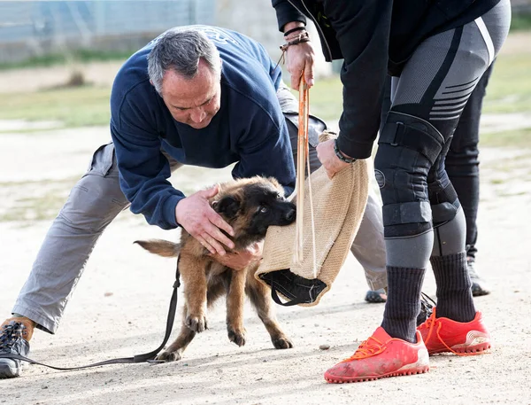 Genç Belçikalı Çoban Köpeği Doğada Güvenlik Eğitimi Alıyor — Stok fotoğraf