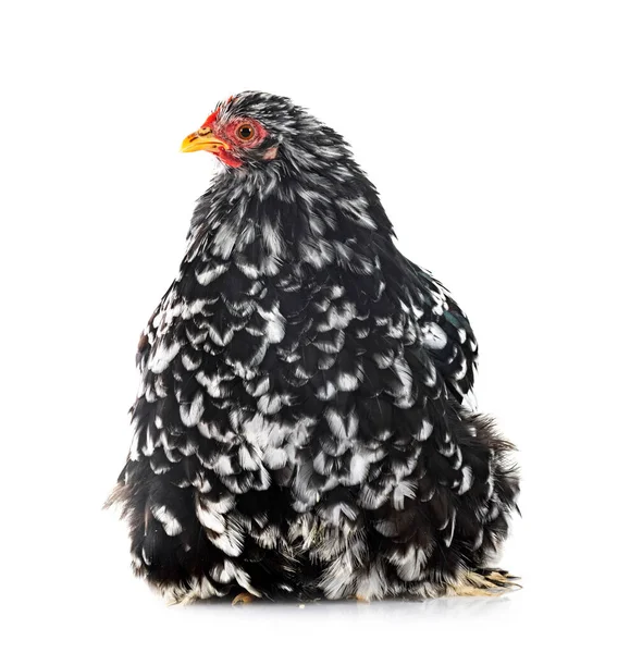 Pekin Bantam Перед Белым Фоном — стоковое фото