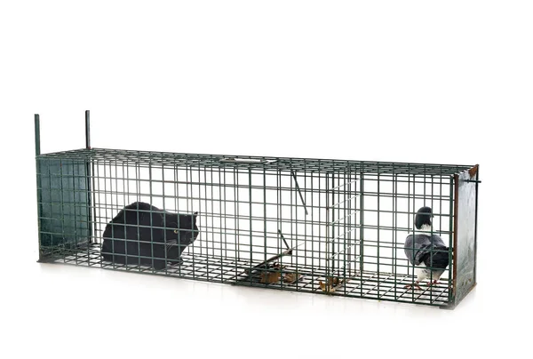 Trap Cage Front White Background — Stock Photo, Image