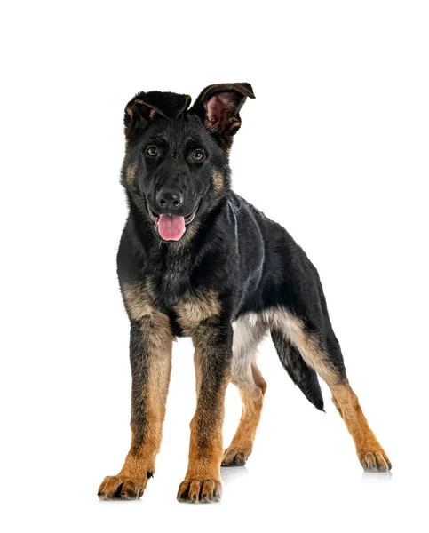 Young German Shepherd Front White Background — Stock Photo, Image