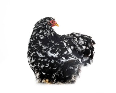 Pekin bantam beyaz arkaplan önünde