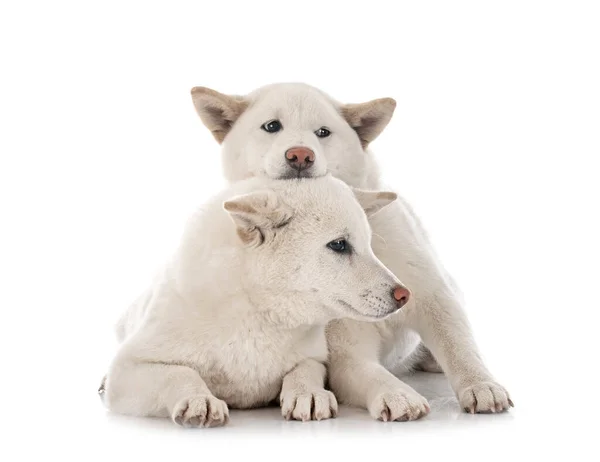 Witte Shiba Inus Voor Witte Achtergrond — Stockfoto