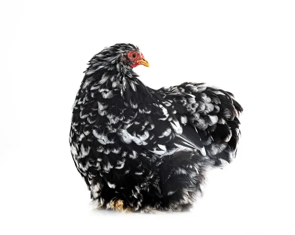 Pekin Bantam Frente Fundo Branco — Fotografia de Stock