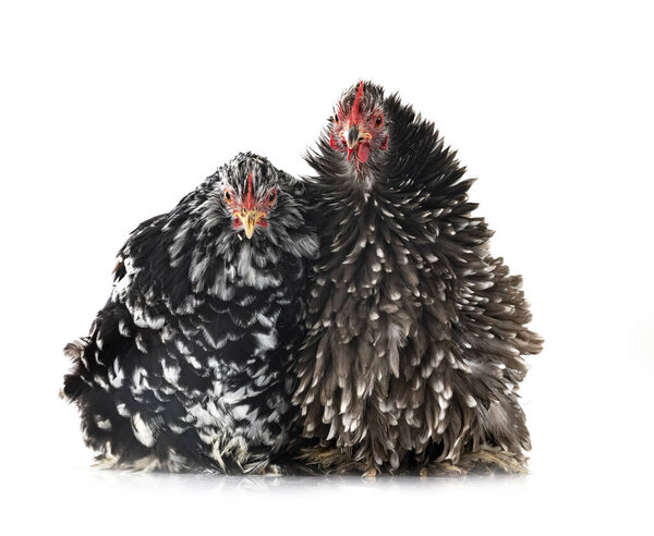 Pekin Bantam in front of white background