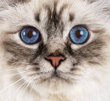 Birman Cat beyaz arkaplanının önünde