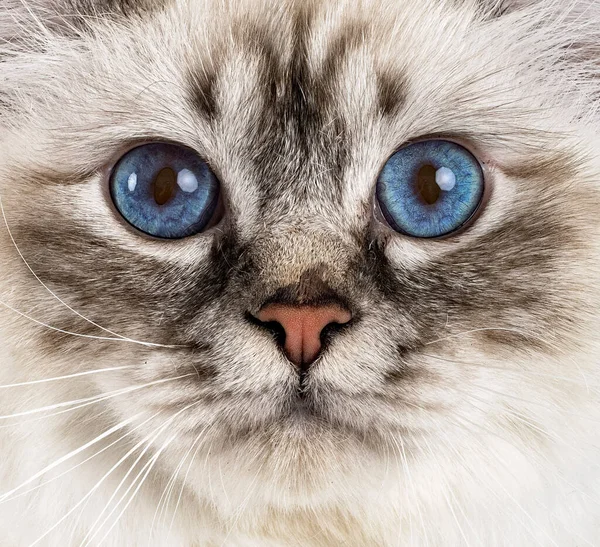 白地の前にいるバーマン猫 — ストック写真